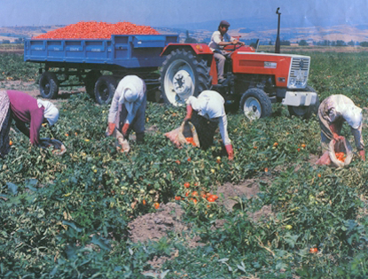 Tarım işçileri